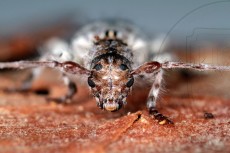 Pogonocherus sieversi_имаго_фронально